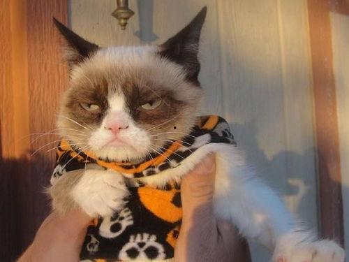 爆料猫咪丑照视频下载,这是哪位喵星人如此“自信”? 第3张 爆料猫咪丑照视频下载,这是哪位喵星人如此“自信”? 第3张